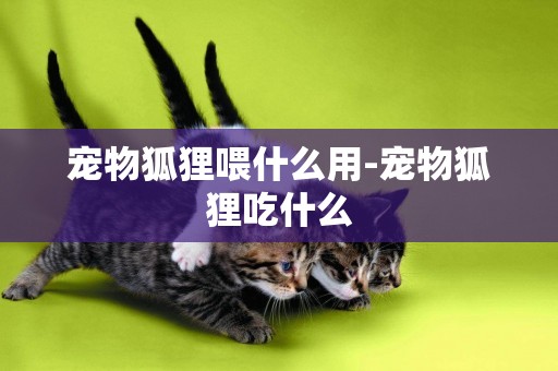寵物狐貍喂什么用-寵物狐貍吃什么