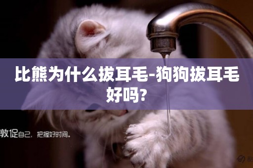 比熊為什么拔耳毛-狗狗拔耳毛好嗎?