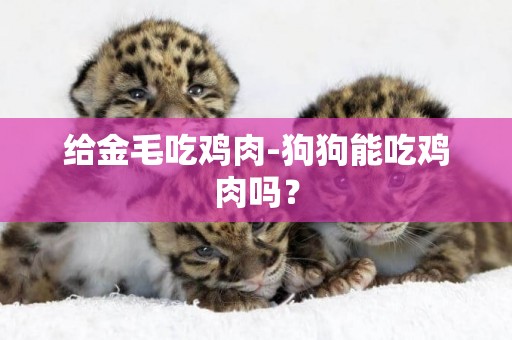 給金毛吃雞肉-狗狗能吃雞肉嗎？