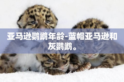 亞馬遜鸚鵡年齡-藍帽亞馬遜和灰鸚鵡。