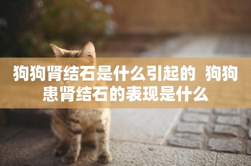 狗狗腎結石是什么引起的 狗狗患腎結石的表現是什么 狗狗腎結石是什么引起的 狗狗患腎結石的表現是什么