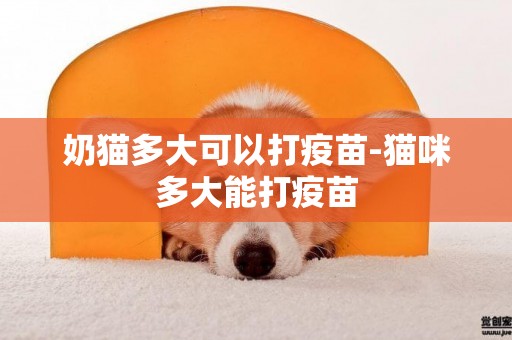 奶貓多大可以打疫苗-貓咪多大能打疫苗