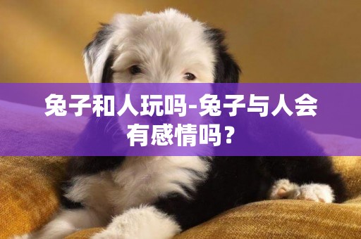 兔子和人玩嗎-兔子與人會有感情嗎？