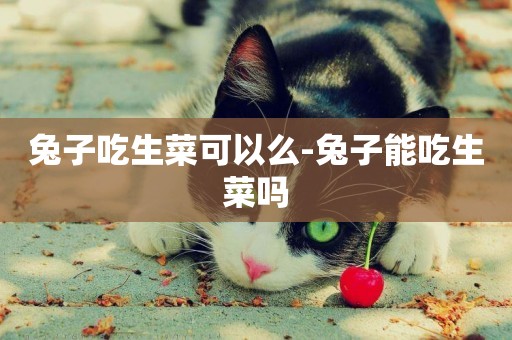 兔子吃生菜可以么-兔子能吃生菜嗎