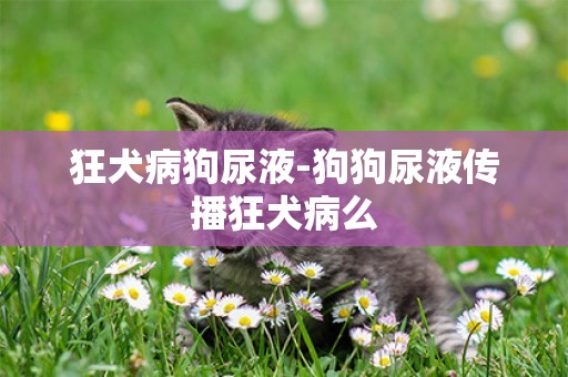 狂犬病狗尿液-狗狗尿液傳播狂犬病么
