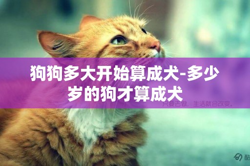 狗狗多大開始算成犬-多少歲的狗才算成犬