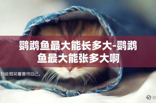 鸚鵡魚最大能長多大-鸚鵡魚最大能張多大啊