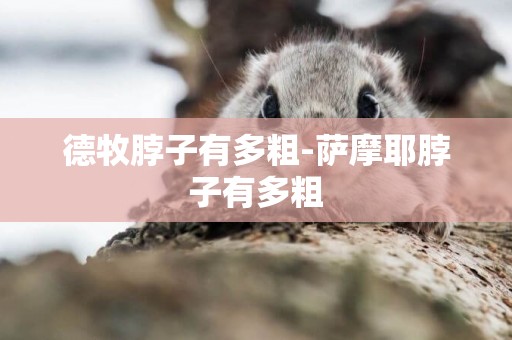 德牧脖子有多粗-薩摩耶脖子有多粗