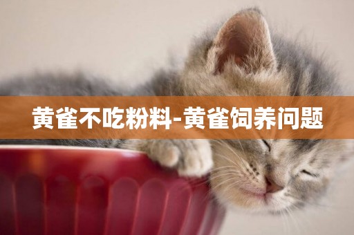 黃雀不吃粉料-黃雀飼養問題