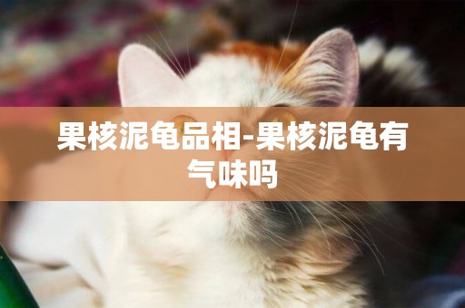 果核泥龜品相-果核泥龜有氣味嗎