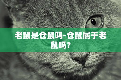 老鼠是倉鼠嗎-倉鼠屬于老鼠嗎？