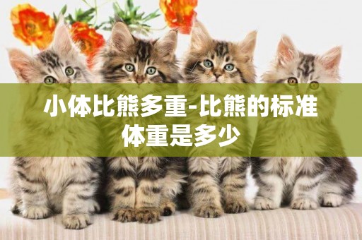 小體比熊多重-比熊的標準體重是多少