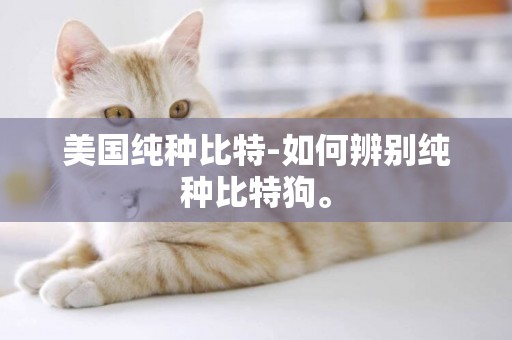 美國純種比特-如何辨別純種比特狗。