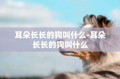 耳朵長長的狗叫什么-耳朵長長的狗叫什么
