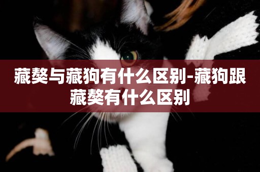 藏獒與藏狗有什么區別-藏狗跟藏獒有什么區別