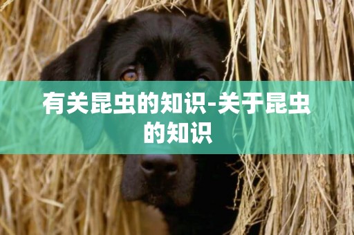 有關昆蟲的知識-關于昆蟲的知識