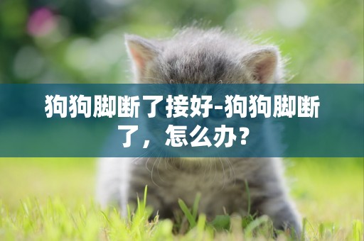 狗狗腳斷了接好-狗狗腳斷了，怎么辦？