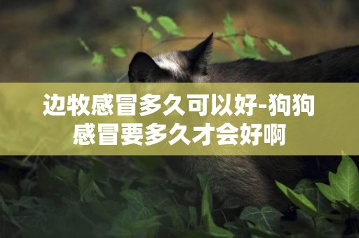 邊牧感冒多久可以好-狗狗感冒要多久才會好啊