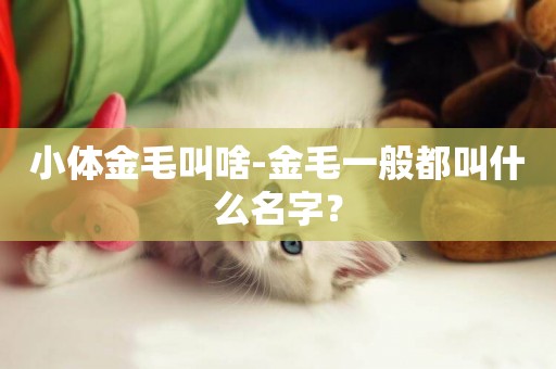 小體金毛叫啥-金毛一般都叫什么名字？