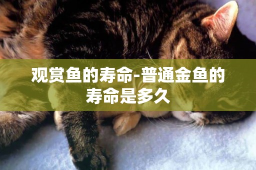 觀賞魚的壽命-普通金魚的壽命是多久