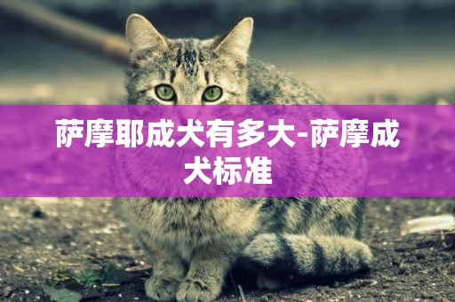 薩摩耶成犬有多大-薩摩成犬標準