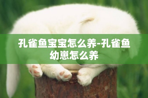 孔雀魚寶寶怎么養-孔雀魚幼崽怎么養