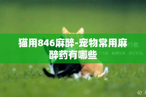 貓用846麻醉-寵物常用麻醉藥有哪些
