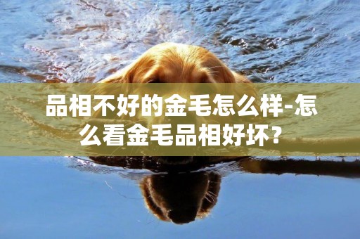 品相不好的金毛怎么樣-怎么看金毛品相好壞？