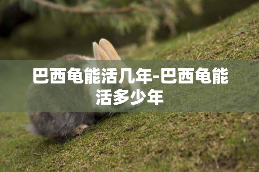 巴西龜能活幾年-巴西龜能活多少年