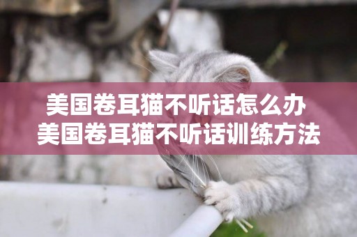美國卷耳貓不聽話怎么辦 美國卷耳貓不聽話訓練方法