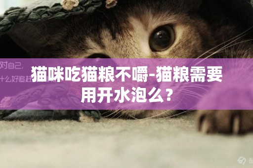 貓咪吃貓糧不嚼-貓糧需要用開水泡么？