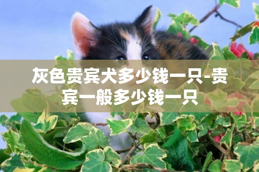 灰色貴賓犬多少錢一只-貴賓一般多少錢一只
