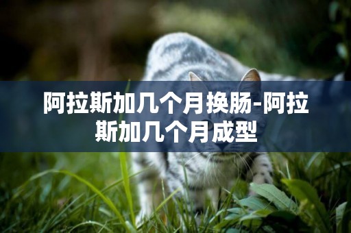 阿拉斯加幾個月換腸-阿拉斯加幾個月成型