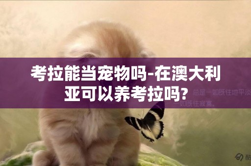 考拉能當寵物嗎-在澳大利亞可以養考拉嗎?