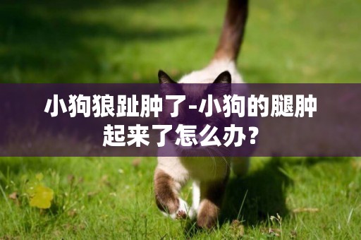 小狗狼趾腫了-小狗的腿腫起來了怎么辦？
