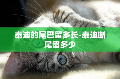 泰迪的尾巴留多長-泰迪斷尾留多少