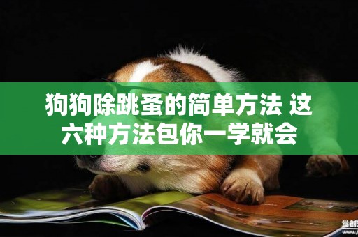 狗狗除跳蚤的簡單方法 這六種方法包你一學就會