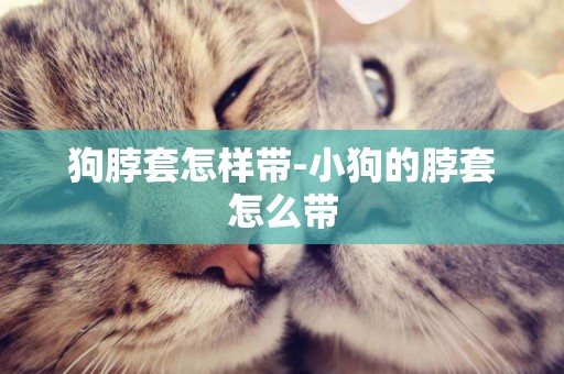 狗脖套怎樣帶-小狗的脖套怎么帶