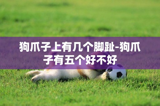 狗爪子上有幾個腳趾-狗爪子有五個好不好