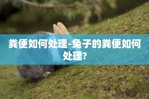 糞便如何處理-兔子的糞便如何處理?