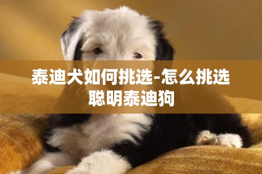 泰迪犬如何挑選-怎么挑選聰明泰迪狗