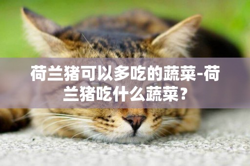 荷蘭豬可以多吃的蔬菜-荷蘭豬吃什么蔬菜？