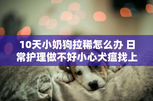 10天小奶狗拉稀怎么辦 日常護理做不好小心犬瘟找上門