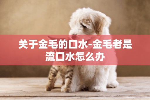 關于金毛的口水-金毛老是流口水怎么辦