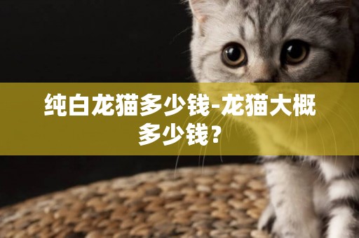 純白龍貓多少錢-龍貓大概多少錢？