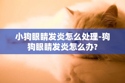 小狗眼睛發炎怎么處理-狗狗眼睛發炎怎么辦?