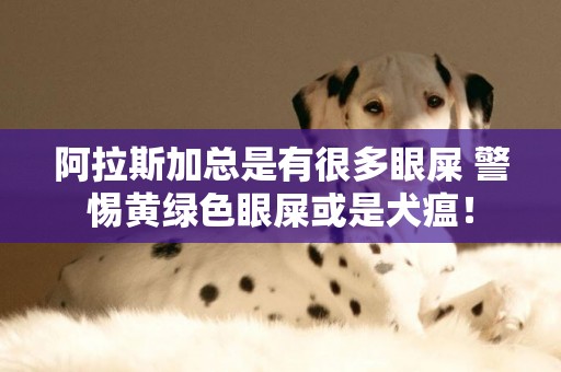 阿拉斯加總是有很多眼屎 警惕黃綠色眼屎或是犬瘟！