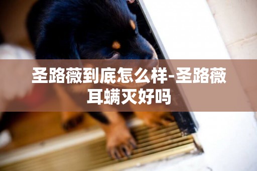 圣路薇到底怎么樣-圣路薇耳螨滅好嗎