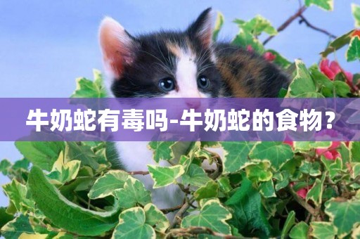 牛奶蛇有毒嗎-牛奶蛇的食物？