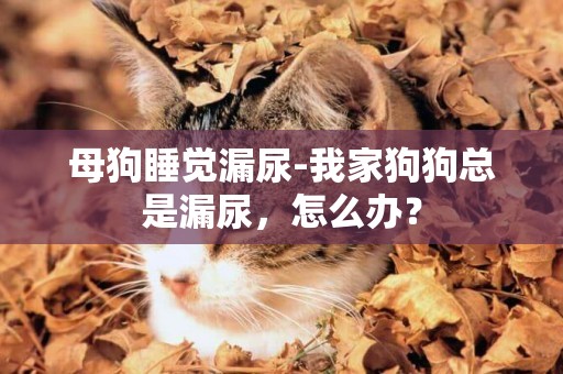 母狗睡覺漏尿-我家狗狗總是漏尿，怎么辦？